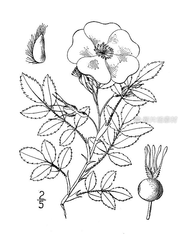 古董植物学植物插图:Rosa Woodsii，伍兹的玫瑰